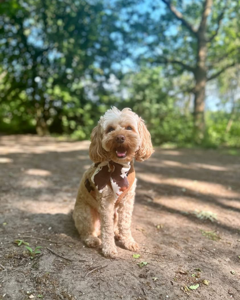 Cow Print Sailor Bow