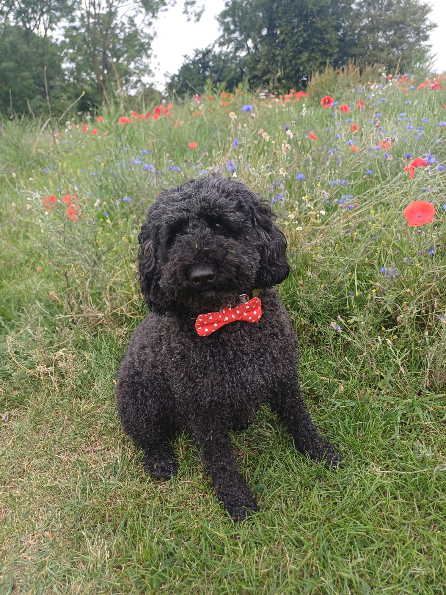 Red Polka Dot Bow Tie
