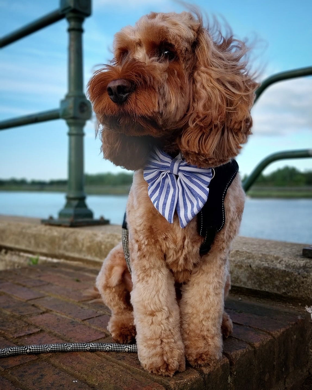 Little Rambler Bow - Boardwalk Strip