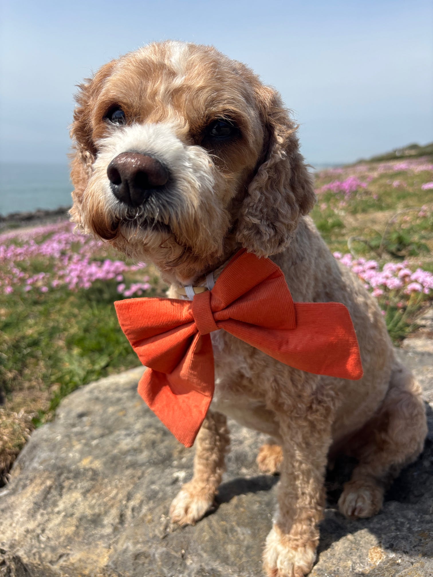 Everyday Corduroy Sailor Bow - Tangerine Pop