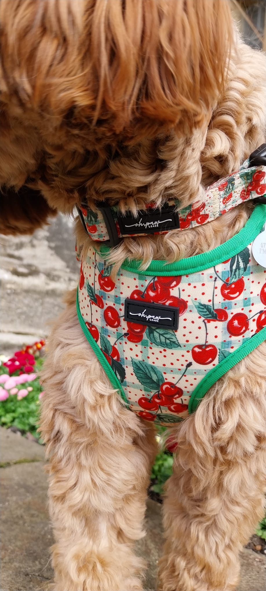 Cherry Picked Collar