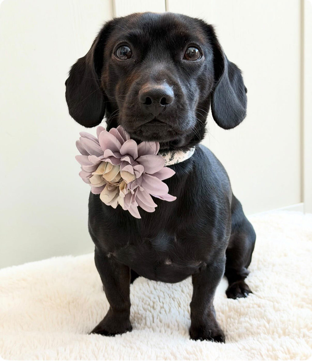 Winter Paws Collar Flower