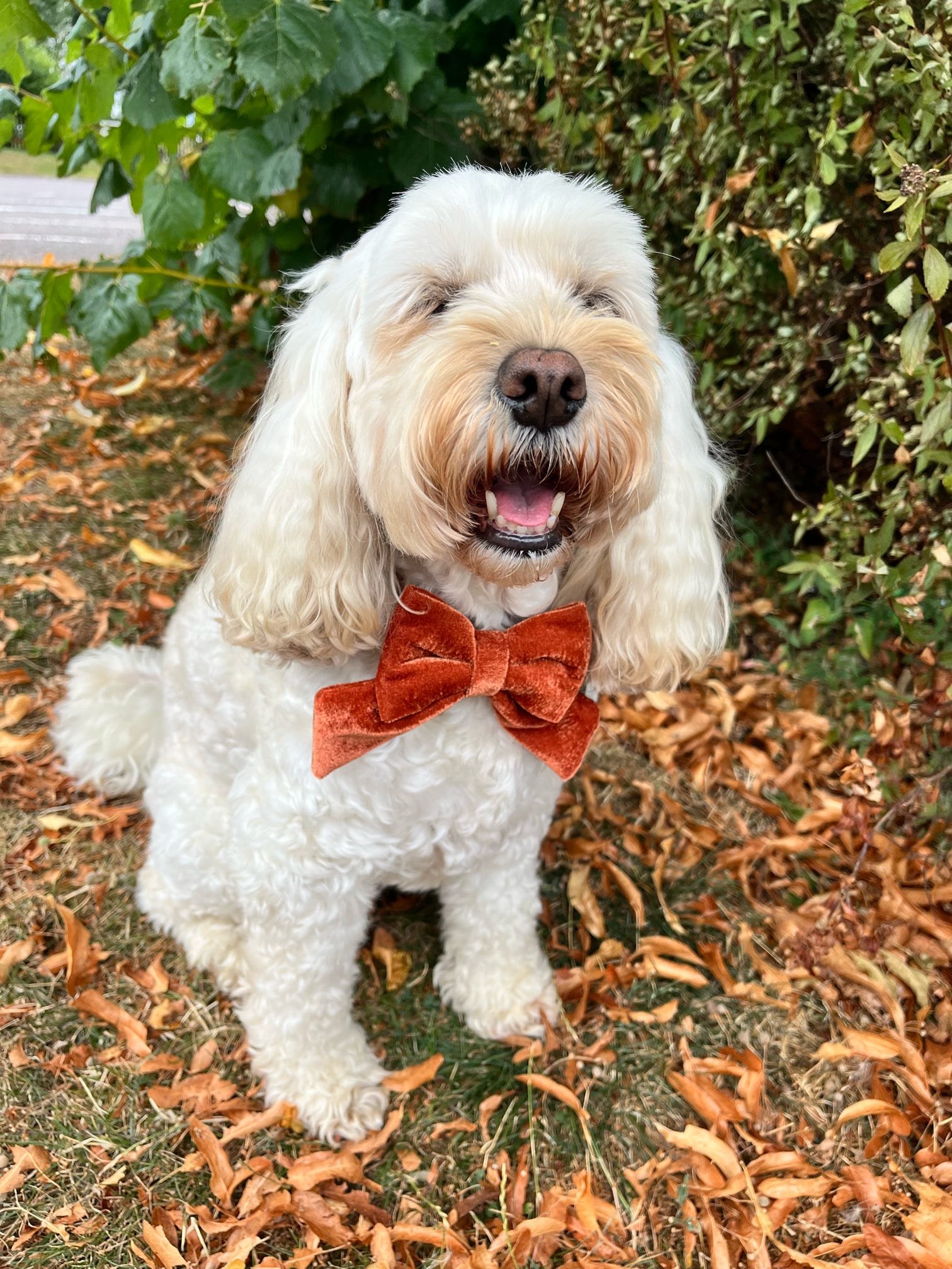 Social Season - Luxe Rust Velvet Sailor Bow