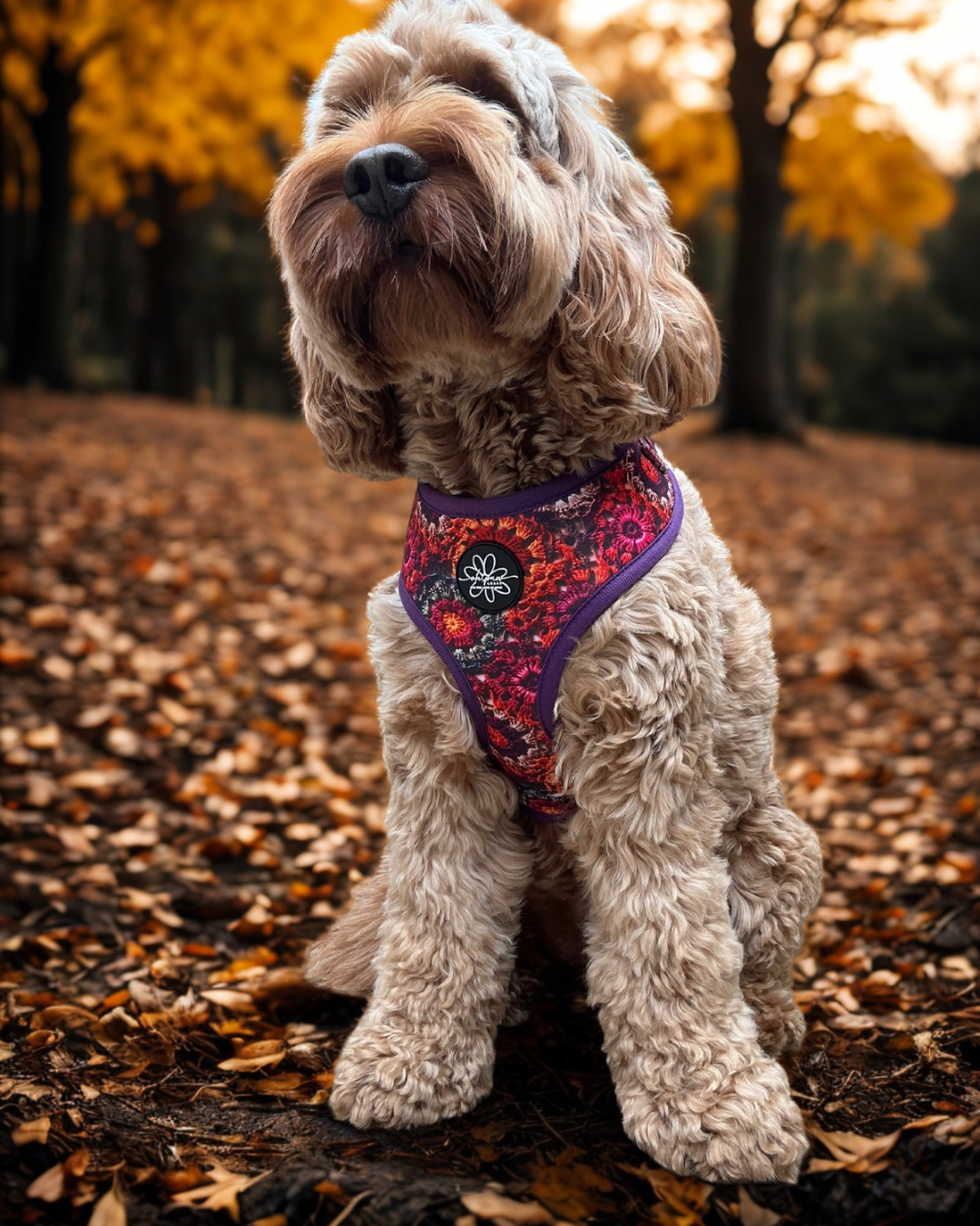 Pawberry Patch - Adjustable Harness
