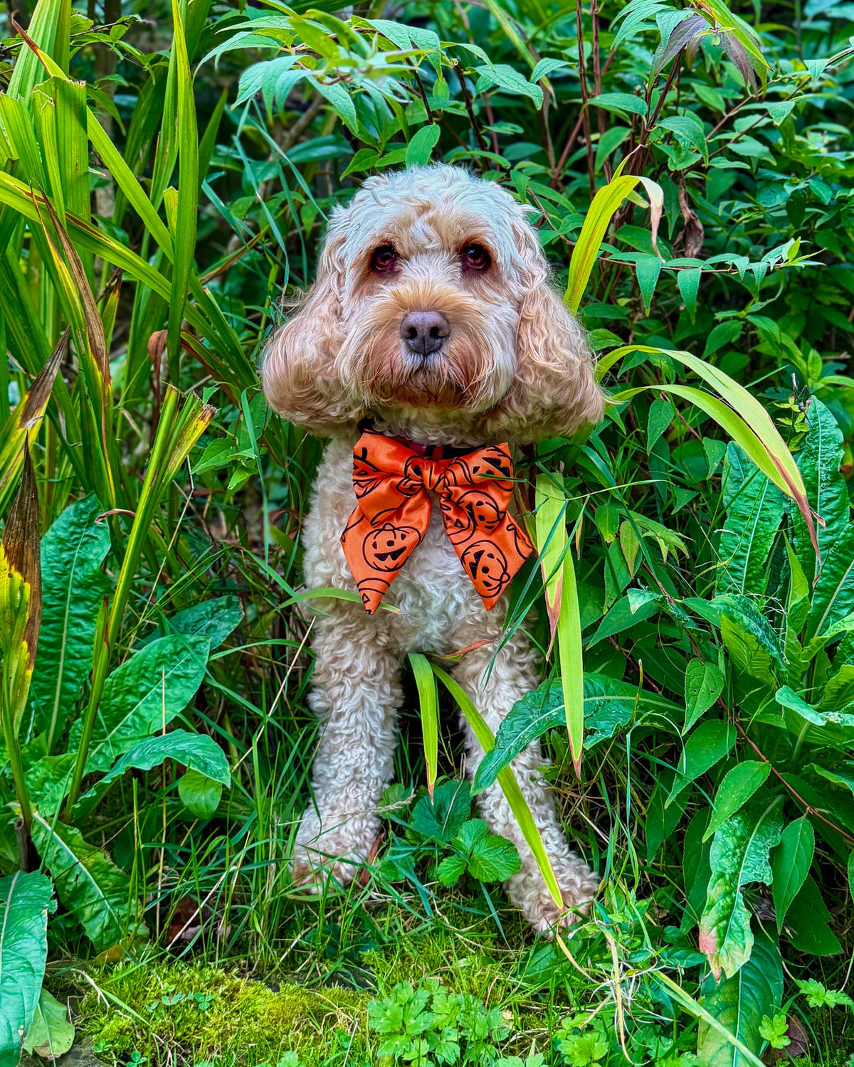 Midnight + Mischief - Pumpkin Spice Sailor Bow