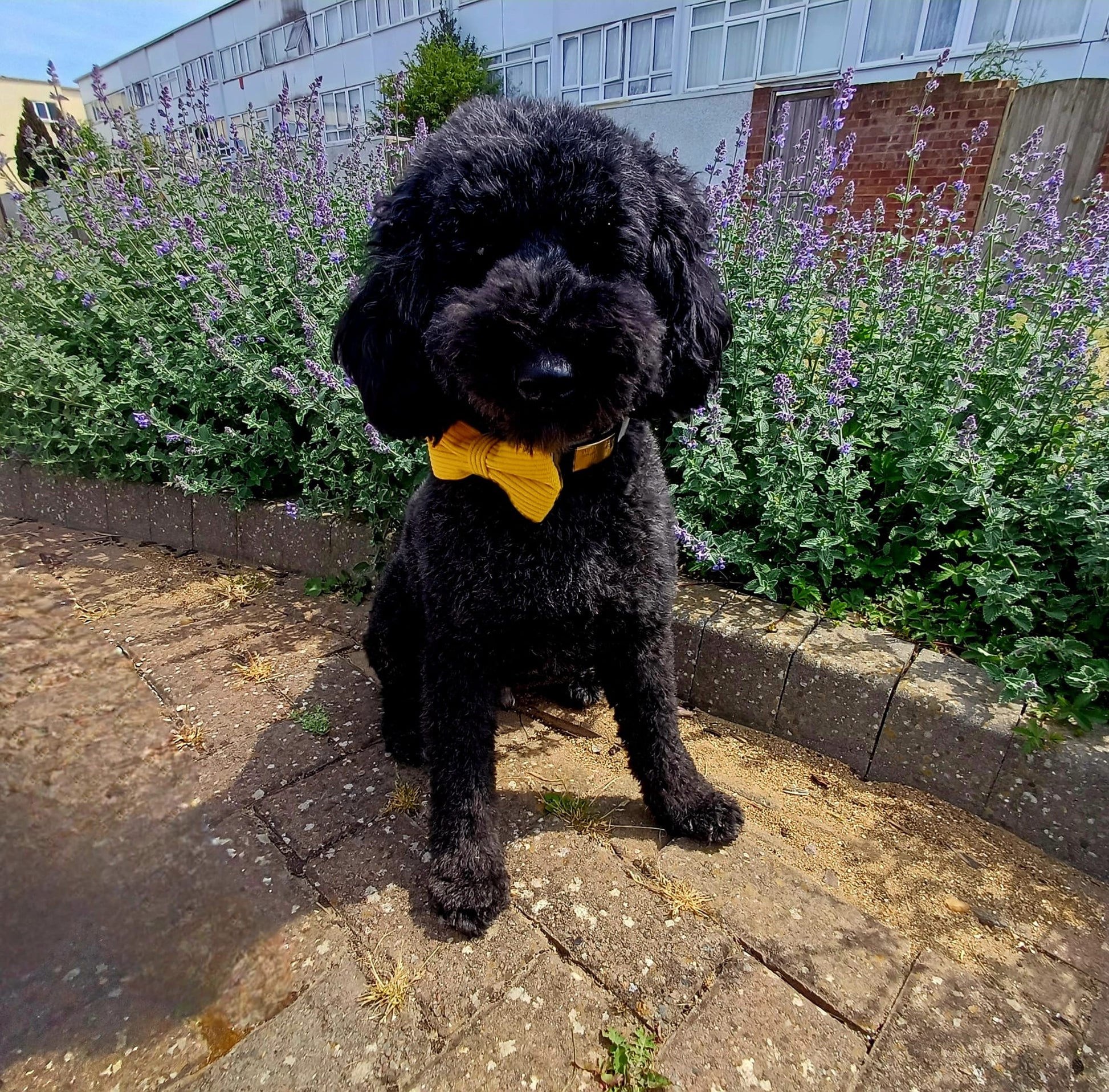 Everyday Corduroy Bow Tie - Sunshine