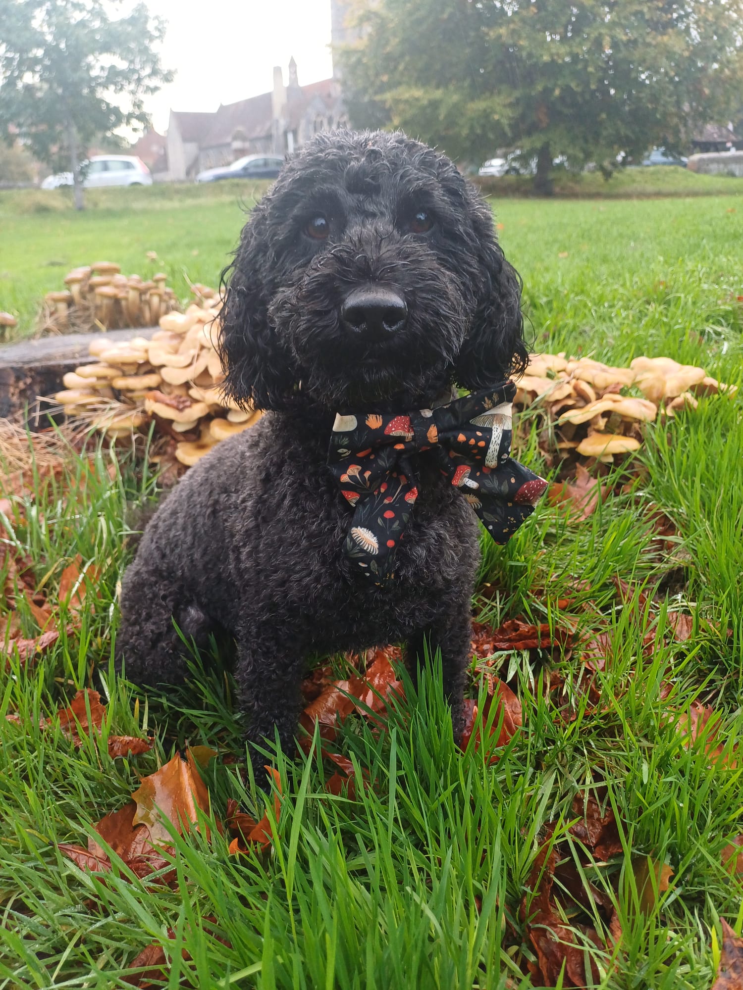 Tale of the Toadstools Sailor Bow