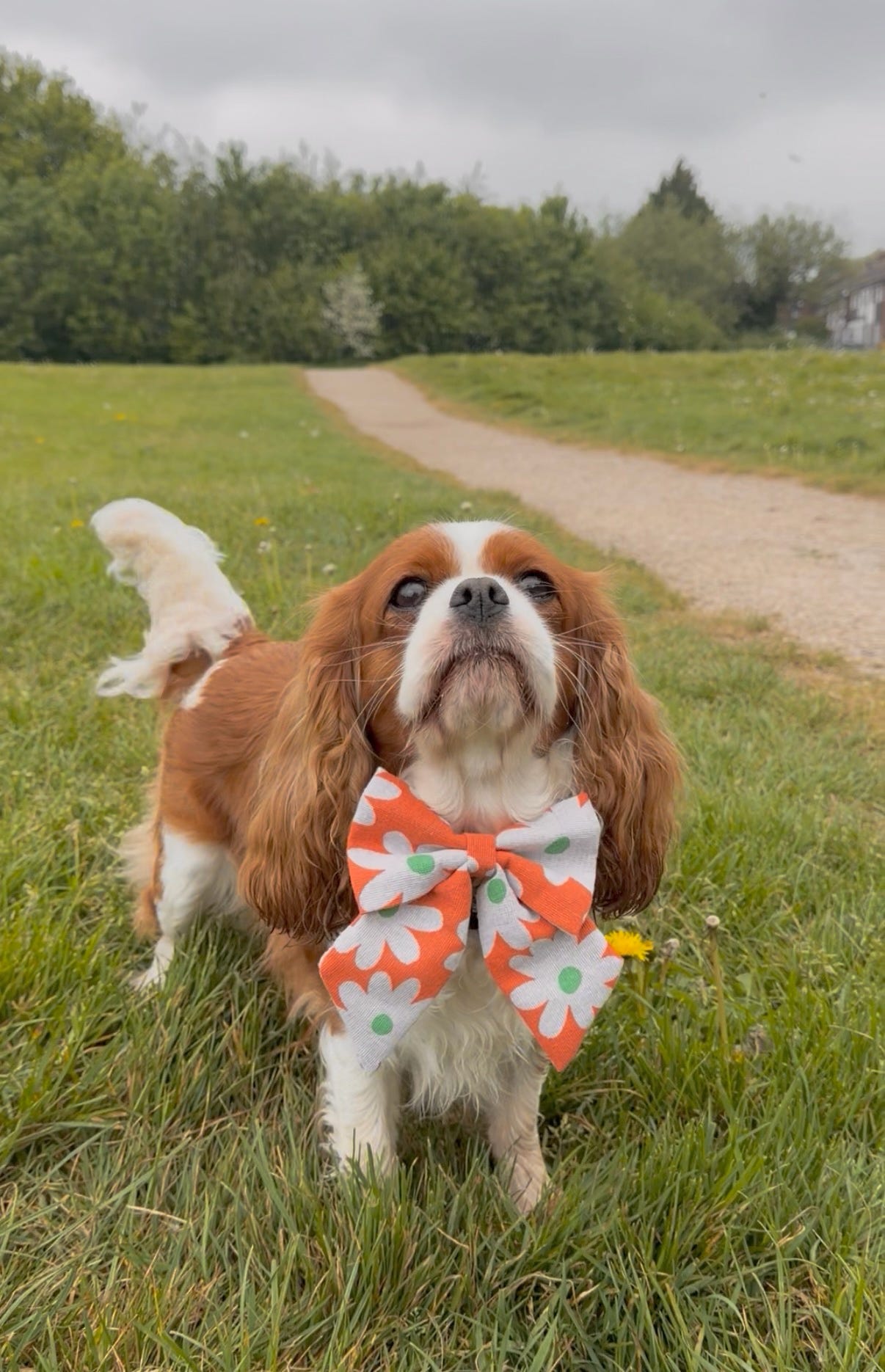 Linen Dog Sailor Bow - Orange Daisy