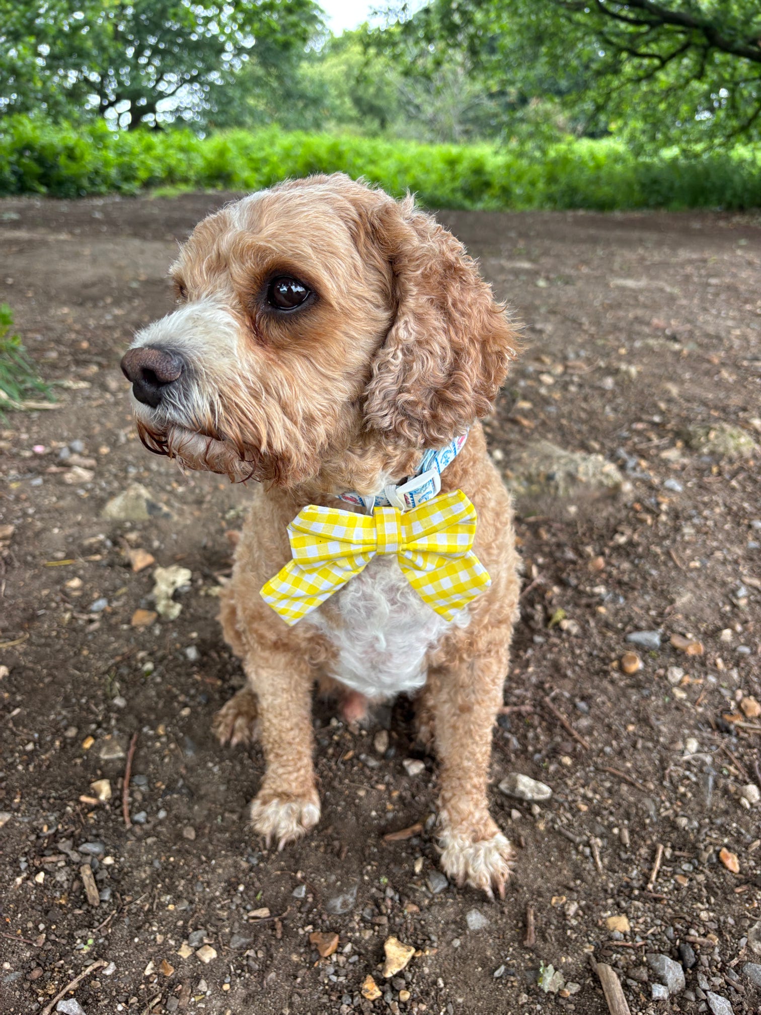 Picnic Pals - Traditional Gingham Sailor Bow Yellow