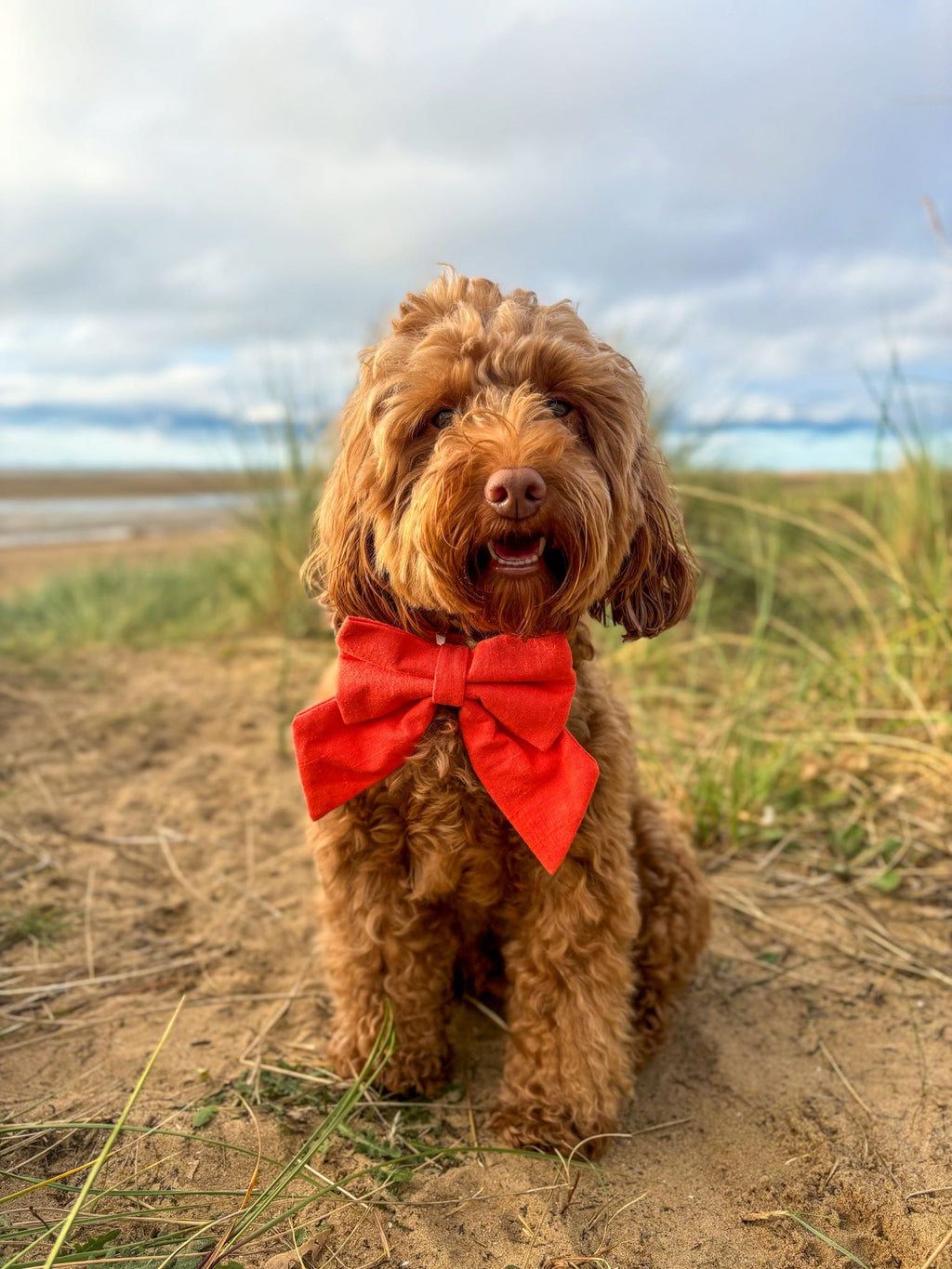 Linen Dog Sailor Bow - Orange Pop