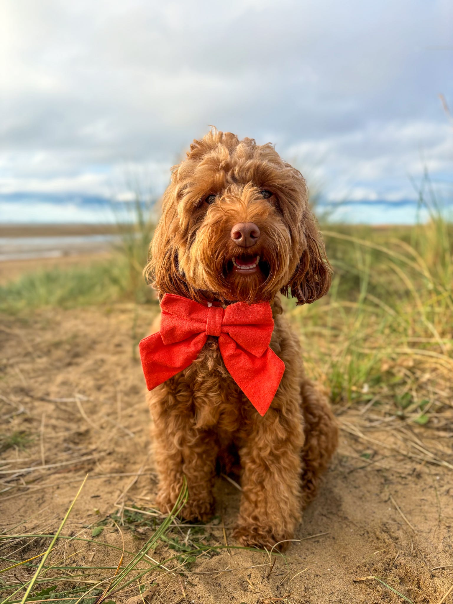 Linen Dog Sailor Bow - Orange Pop