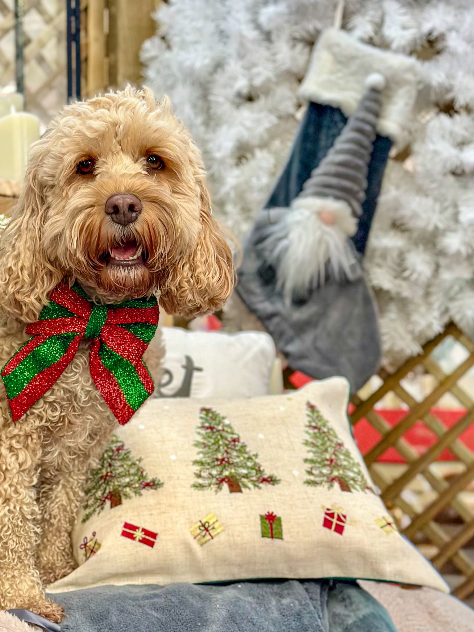 Tinsel Paws Christmas Sailor Bow