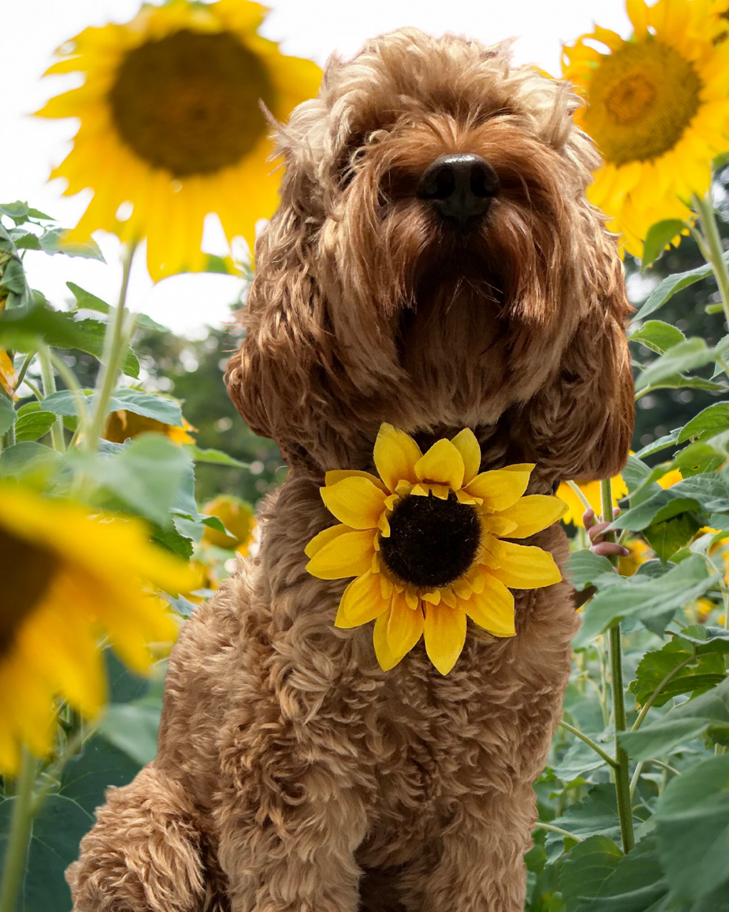 Retro Sunbeam Collar Flower