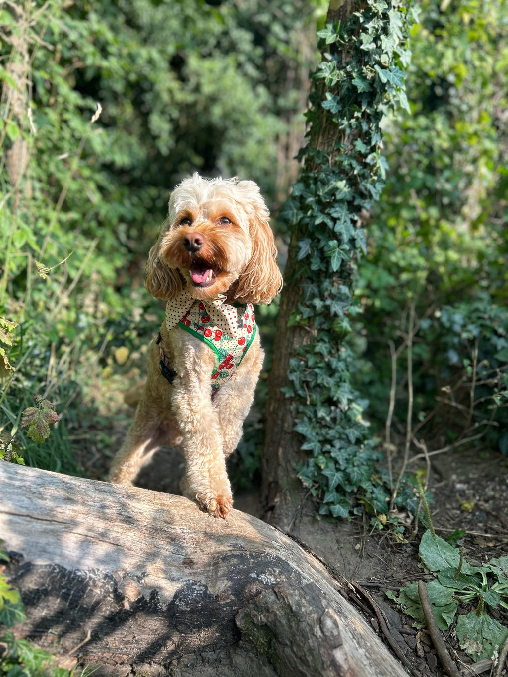 Cherry Christmas Adjustable Neck Harness