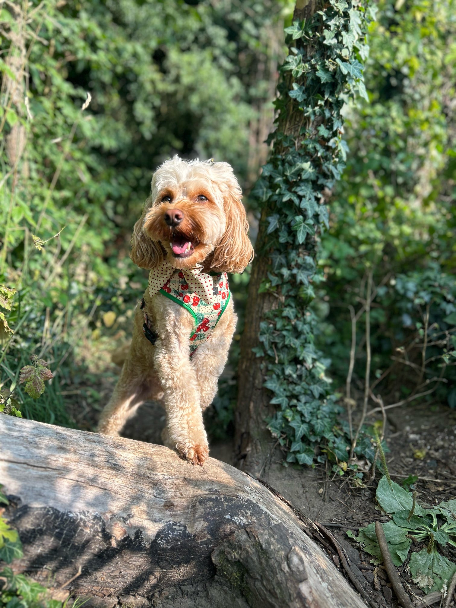 Cherry Christmas Adjustable Neck Harness