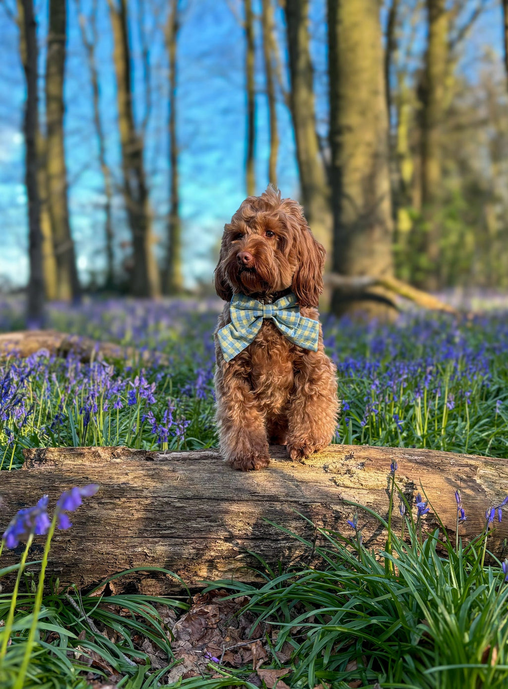 Picnic Pals - Bluebell Gingham Sailor Bow