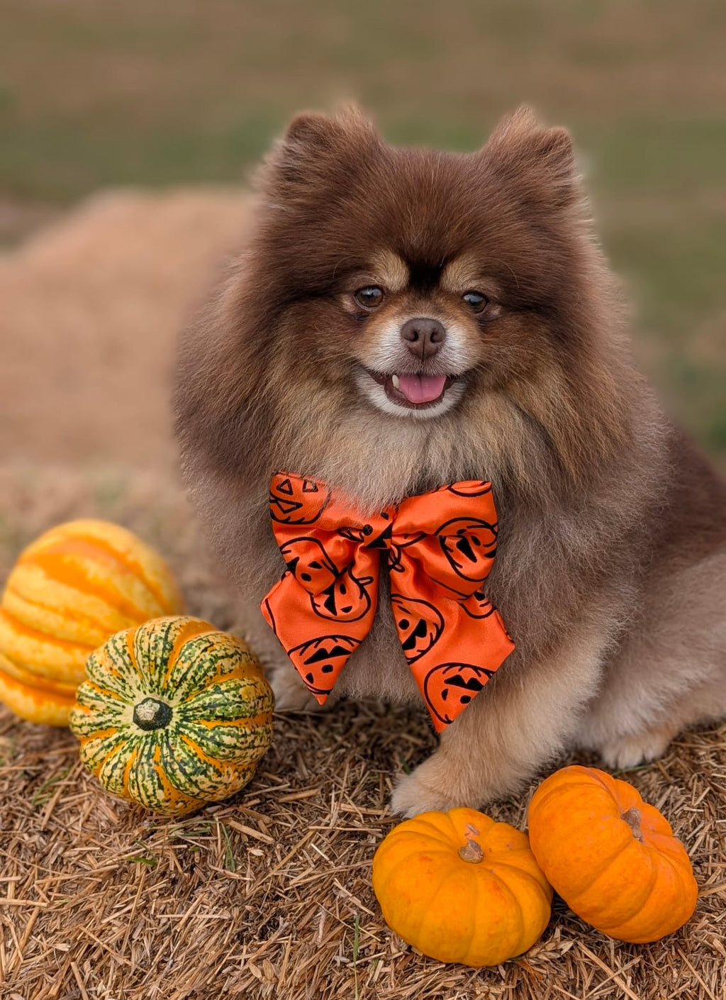 Midnight + Mischief - Pumpkin Spice Sailor Bow