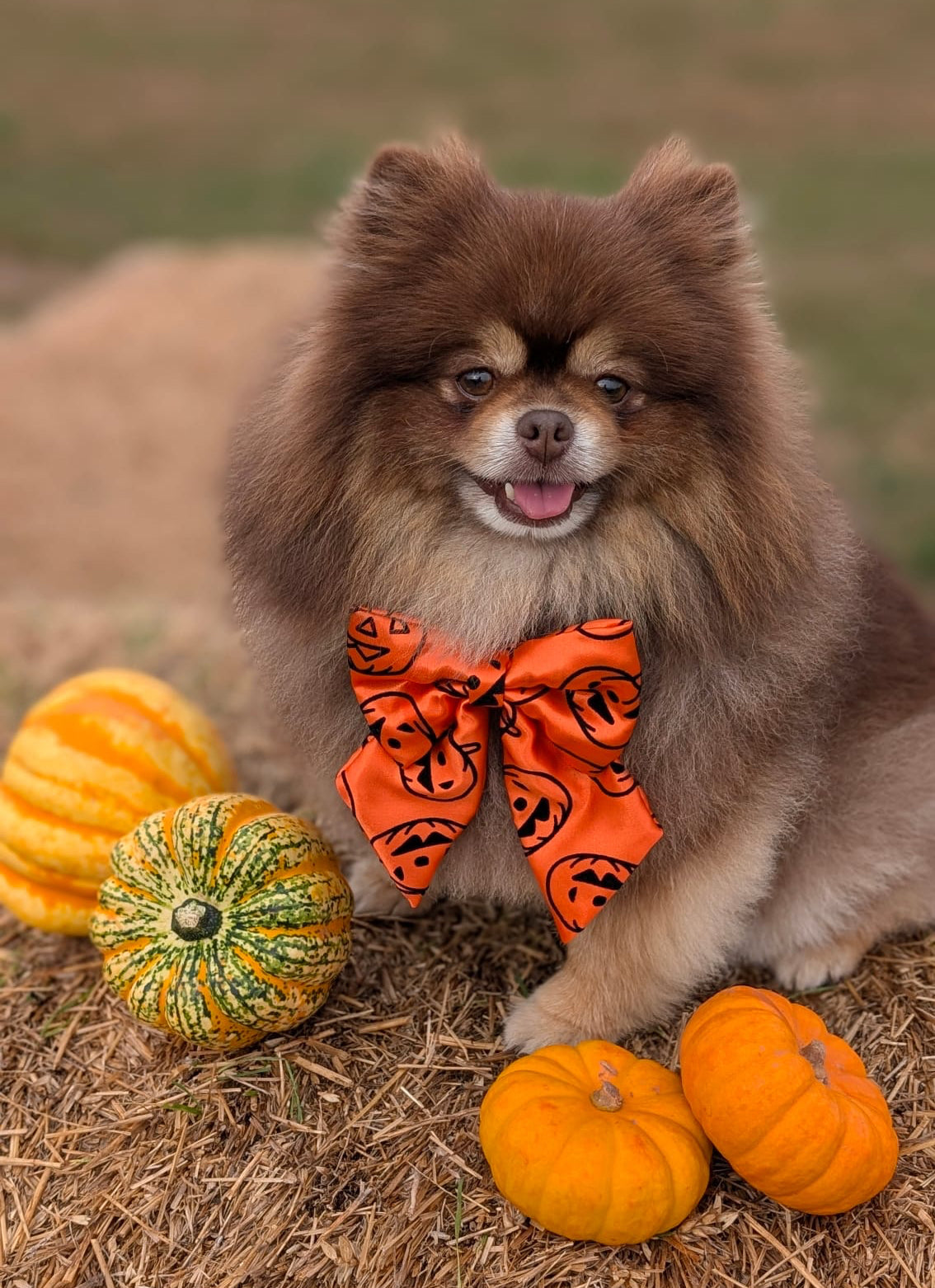 Midnight + Mischief - Pumpkin Spice Sailor Bow