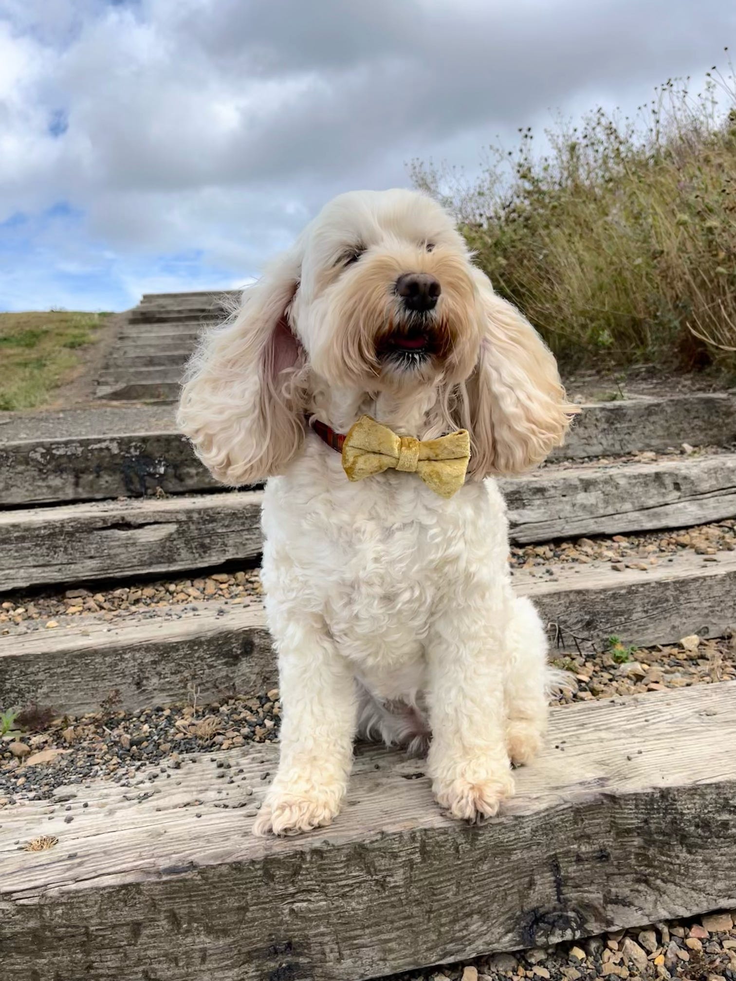 Social Season - Crushed Velvet Bow Ties
