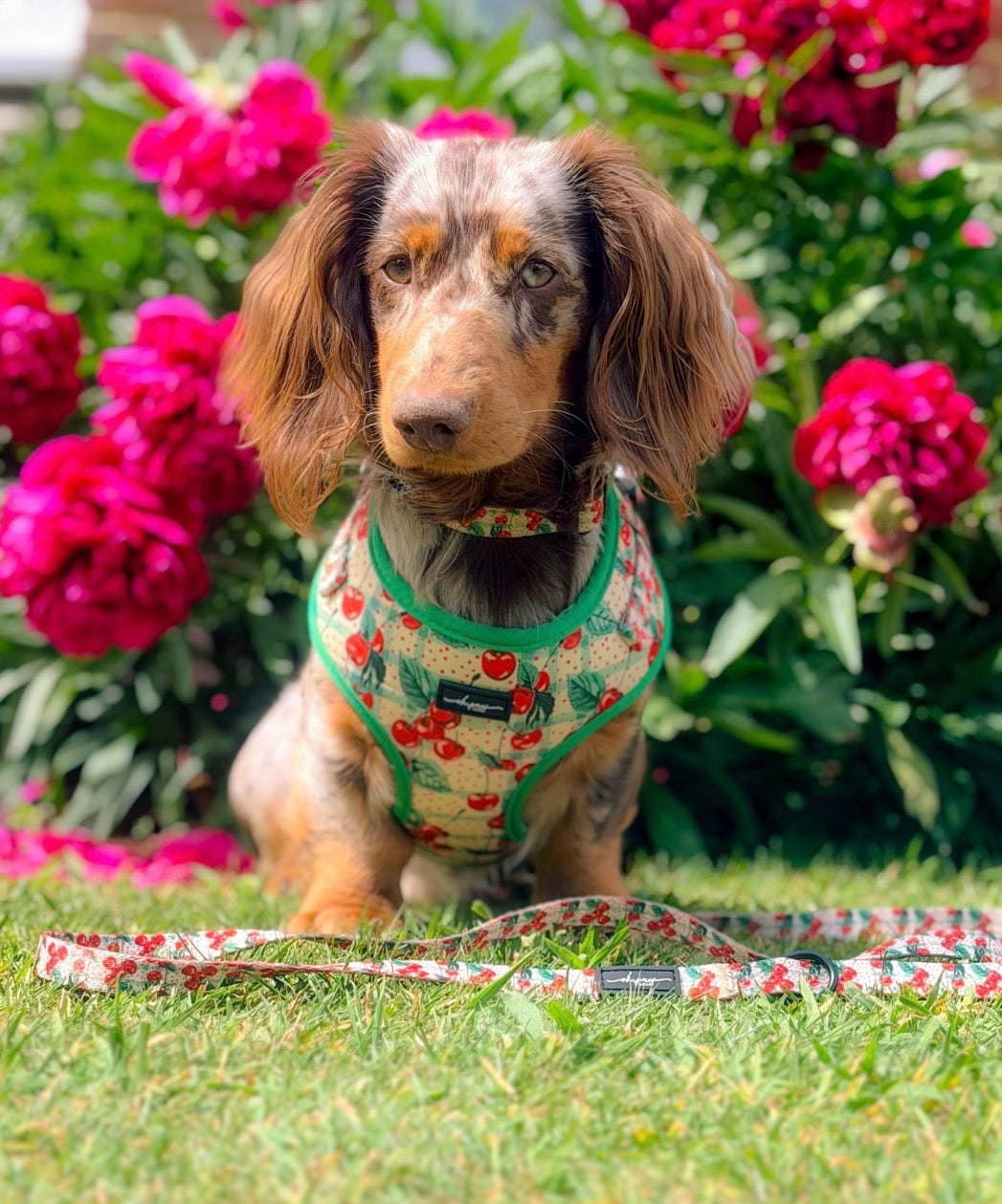 Cherry Picked Adjustable Neck Harness
