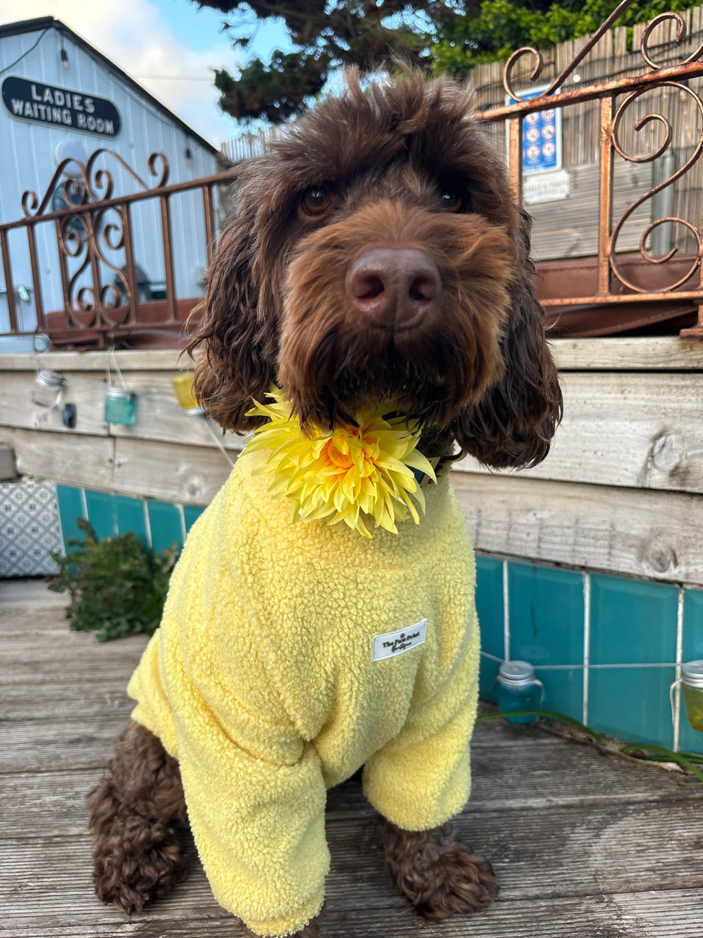 Sunshine Bloom Dog Collar Flower