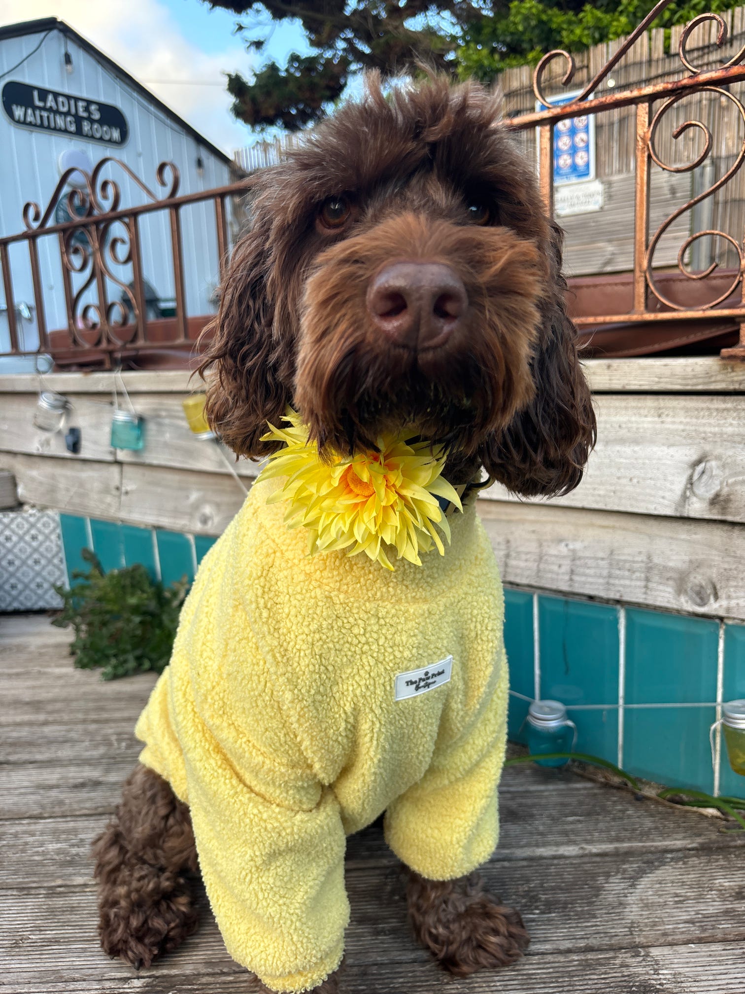 Sunshine Bloom Dog Collar Flower