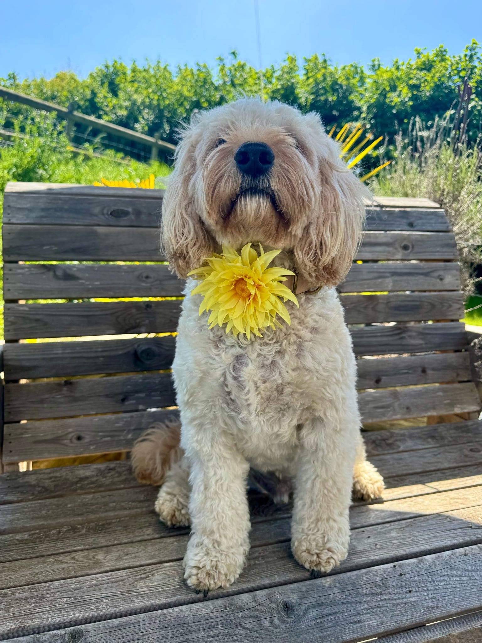Sunshine Bloom Dog Collar Flower