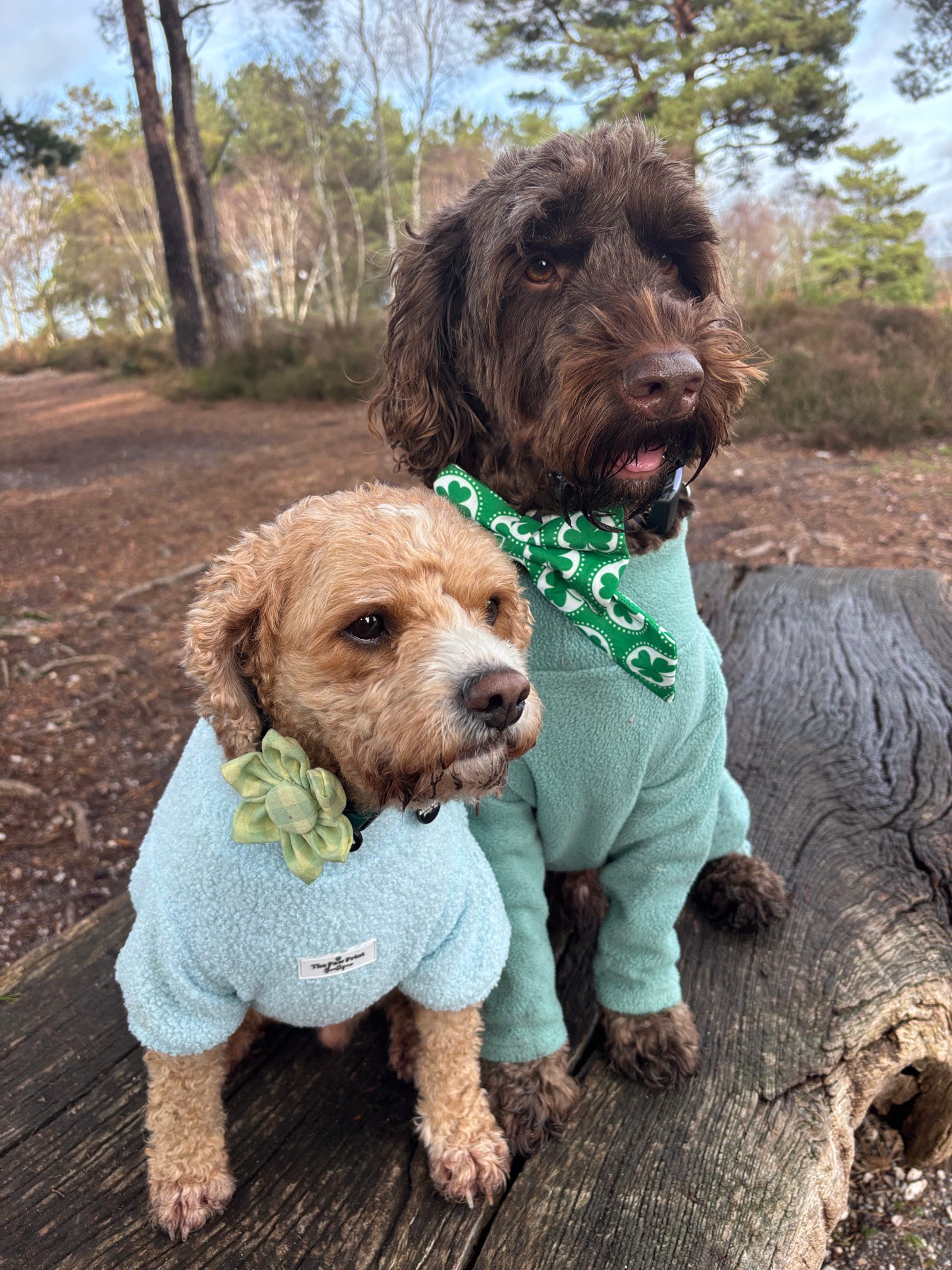 Picnic Pals - Peach Gingham Collar Flower