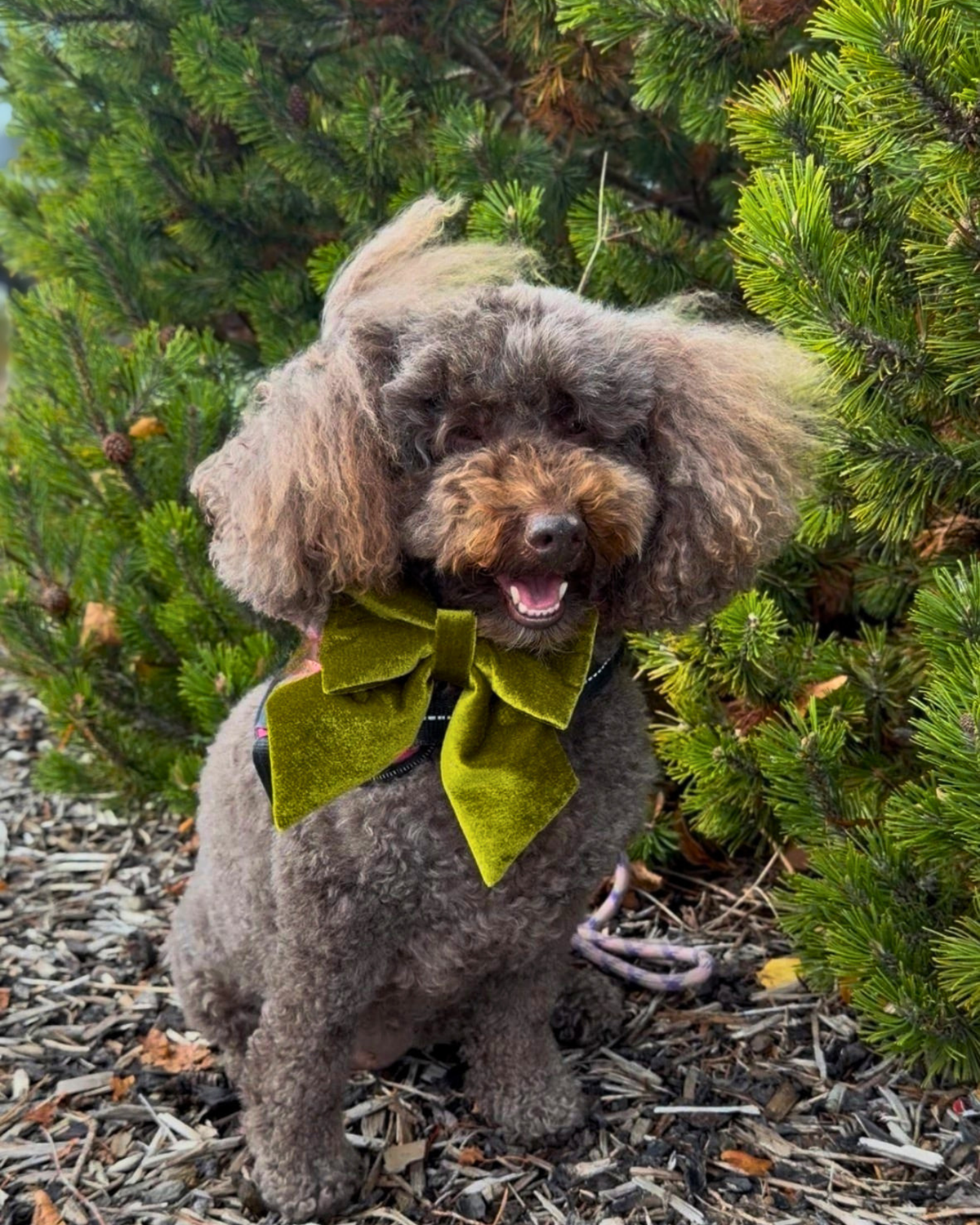 Social Season - Moss Green Velvet Sailor Bow