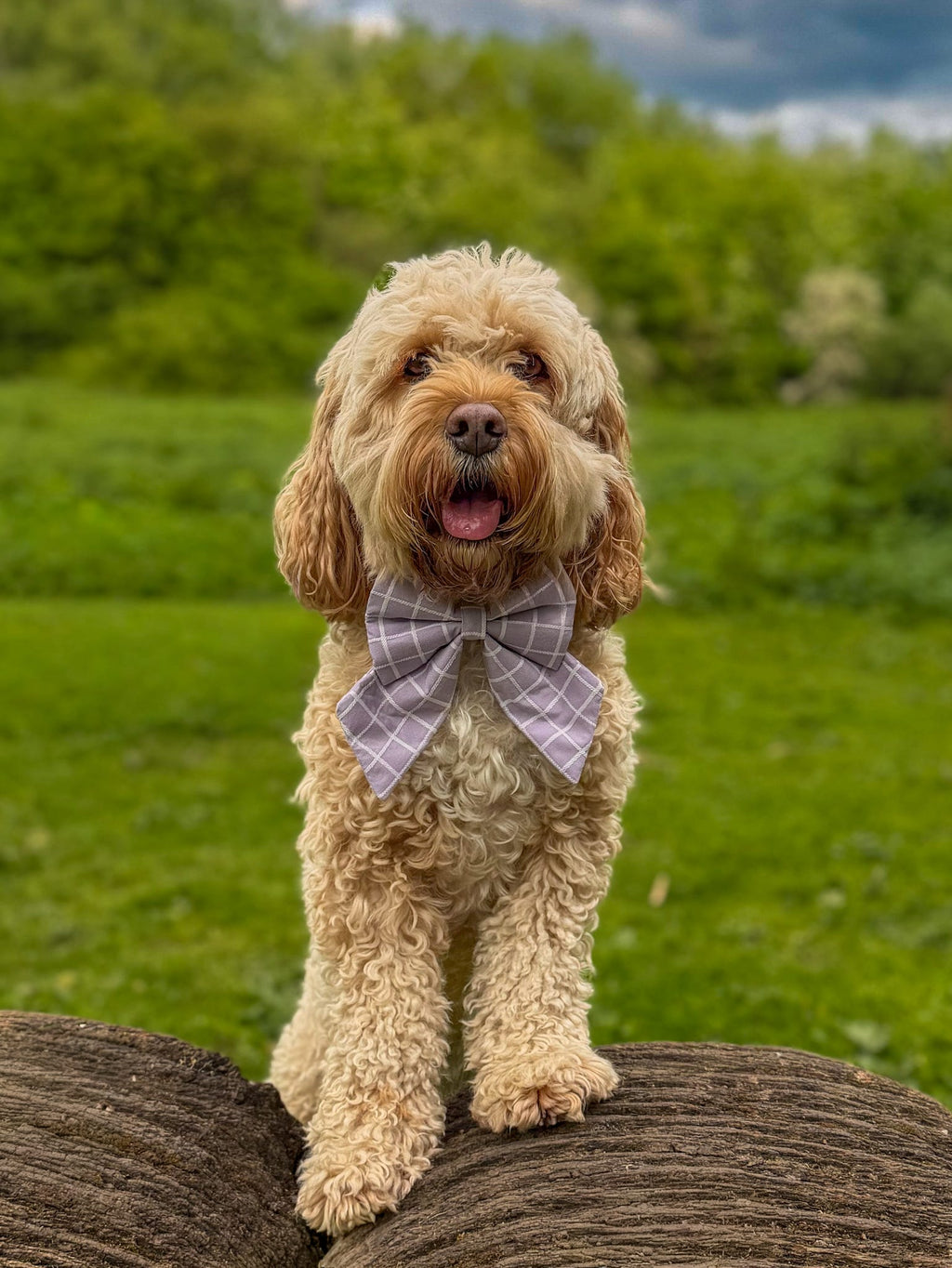 Lilac Lines Dog Sailor Bow