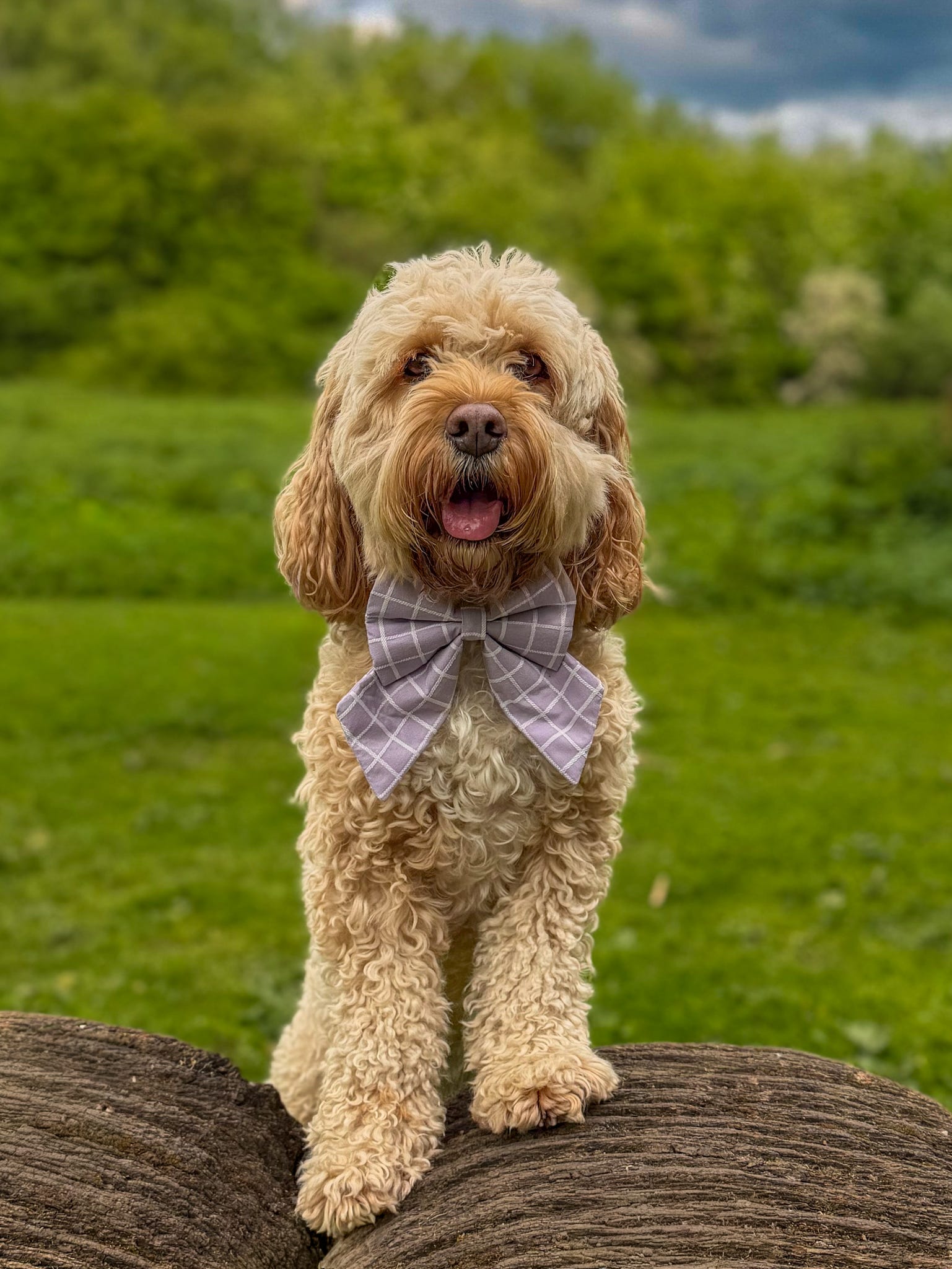 Lilac Lines Dog Sailor Bow