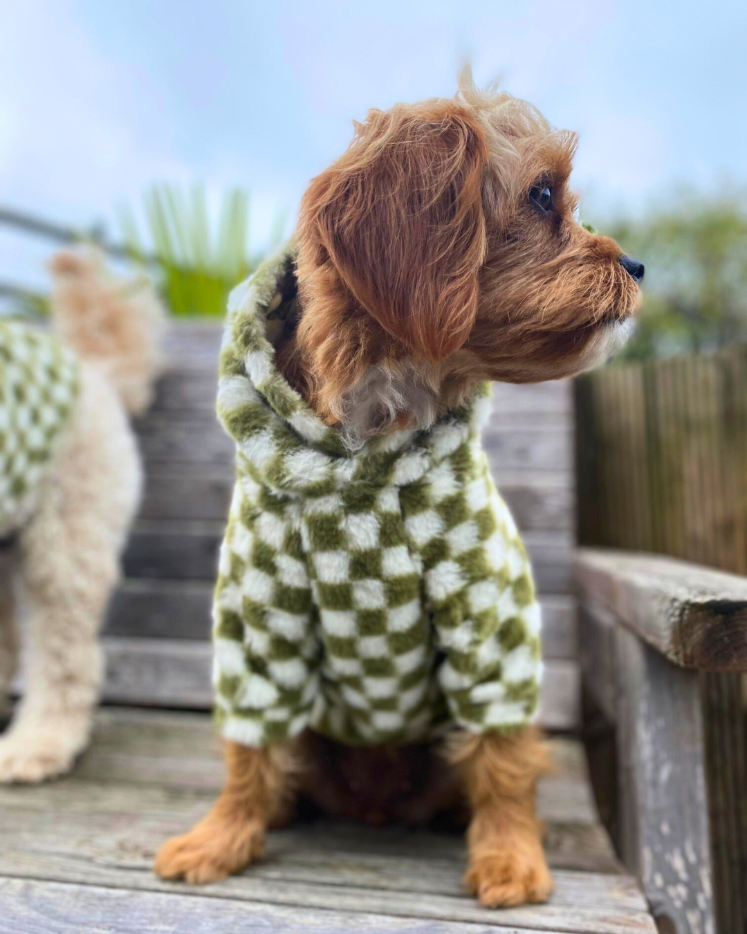 Cosy, Cute & Checkered Hoodie